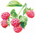 Плодовые деревья и кустарники